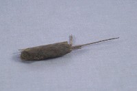 家鼷鼠藏品圖，第4張